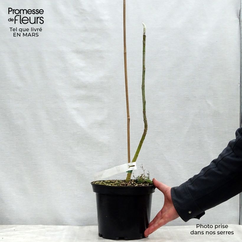Spécimen de Magnolia tripetala - Magnolia parasol Pot de 3L/4L tel que livré au printemps