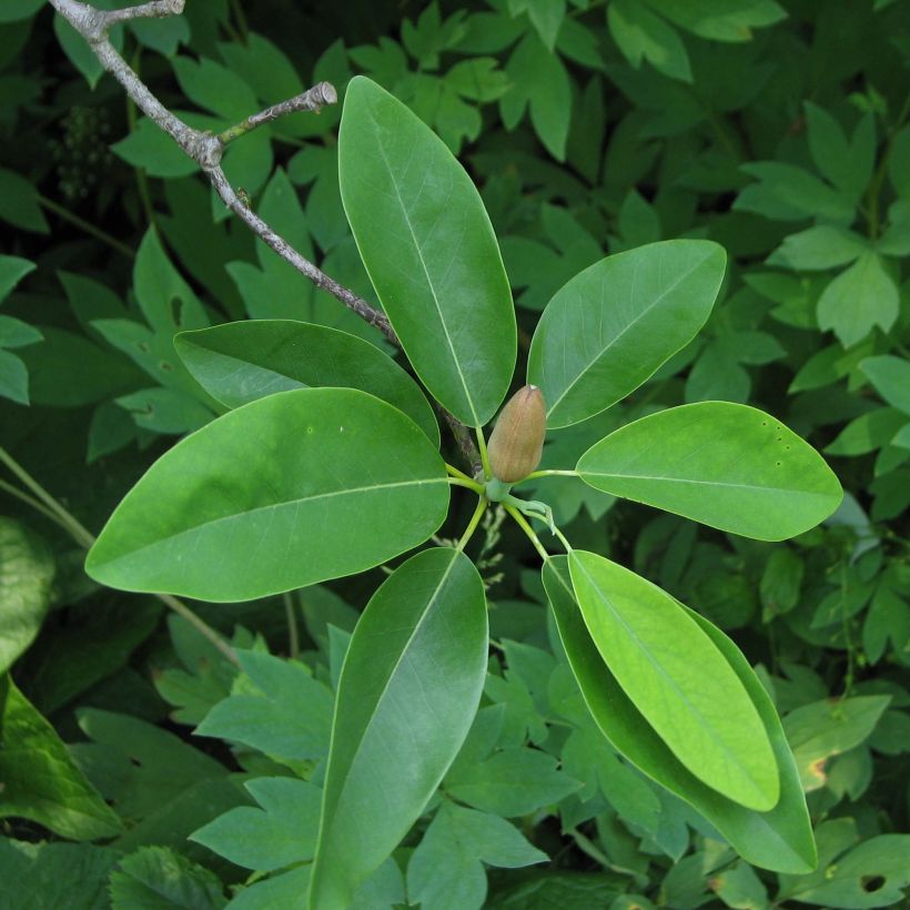 Magnolia virginiana Glauca - Magnolia de Virginie (Feuillage)