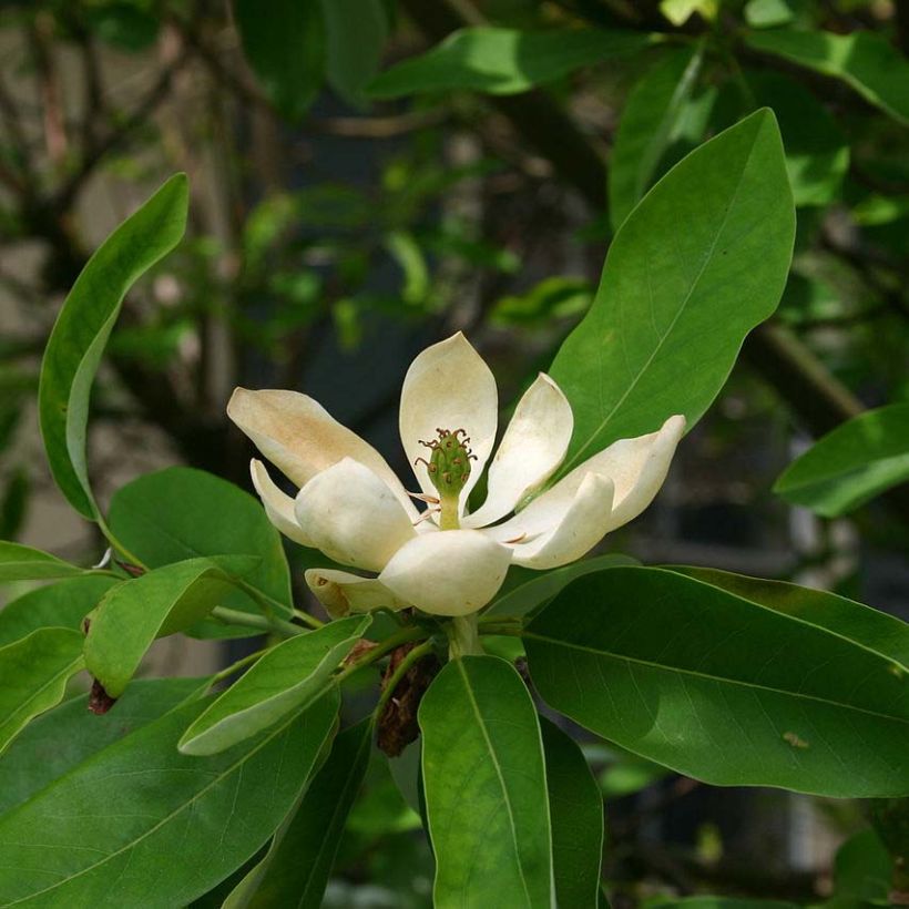 Magnolia virginiana Glauca - Magnolia de Virginie (Floraison)