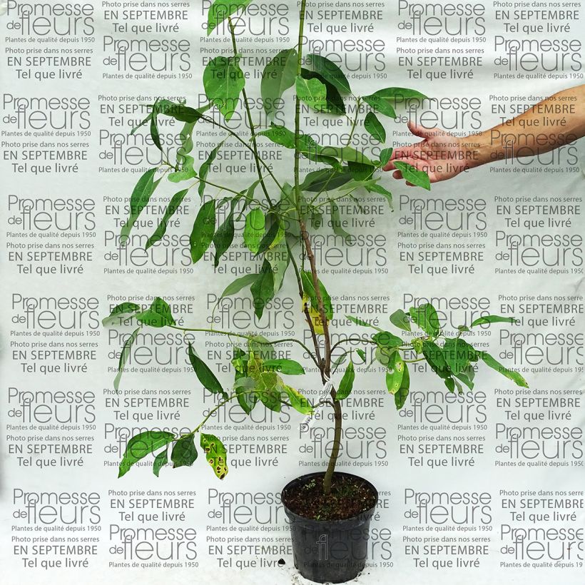 Exemple de spécimen de Magnolia virginiana Glauca - Magnolia de Virginie Pot de 4L/5L tel que livré