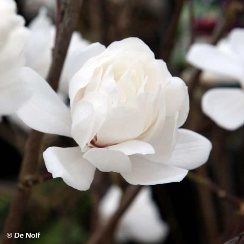 Magnolia loebneri Wildcat (Floraison)