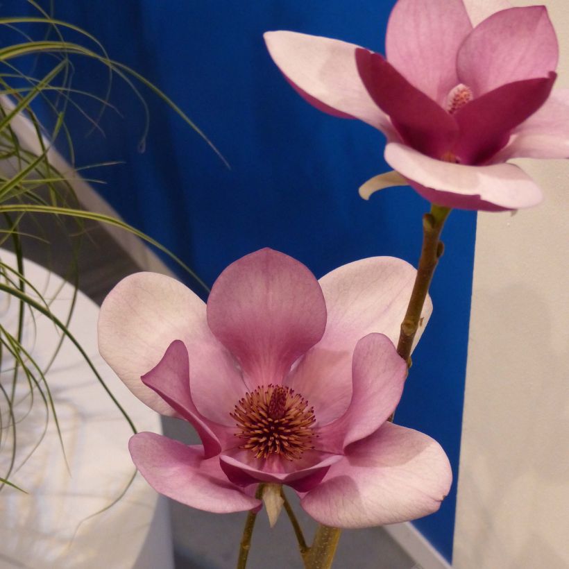 Magnolia x soulangeana Cameo  (Floraison)