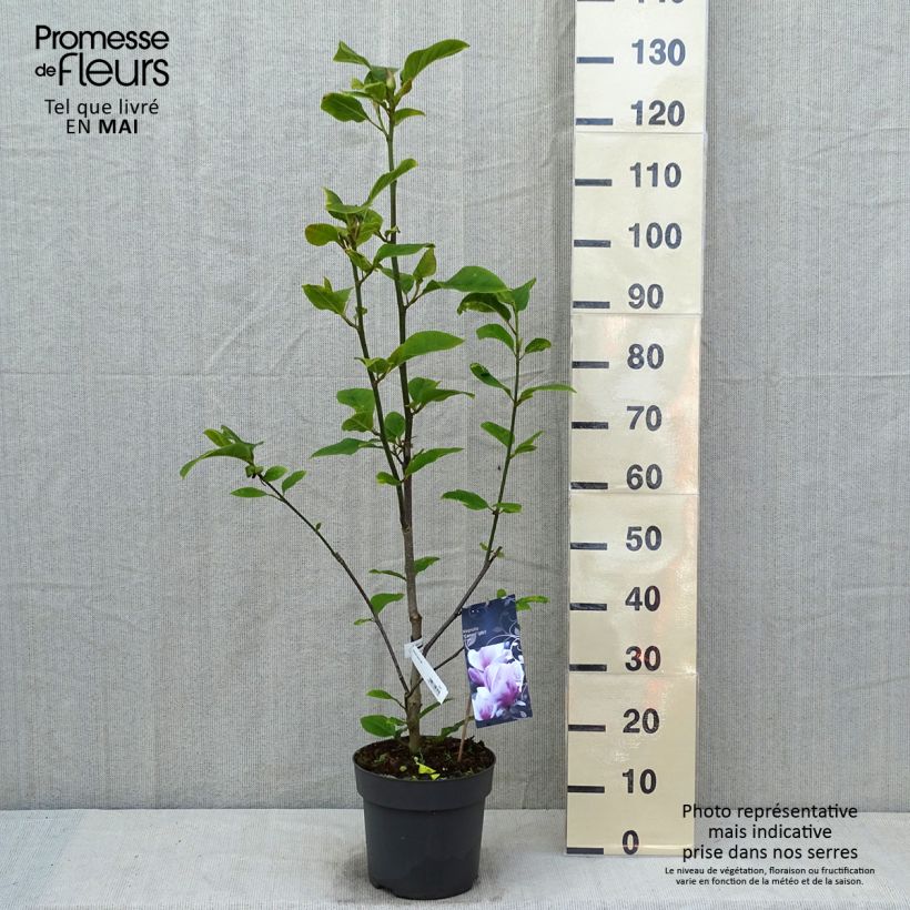 Spécimen de Magnolia x soulangeana Cameo  Pot de 5L tel que livré au printemps