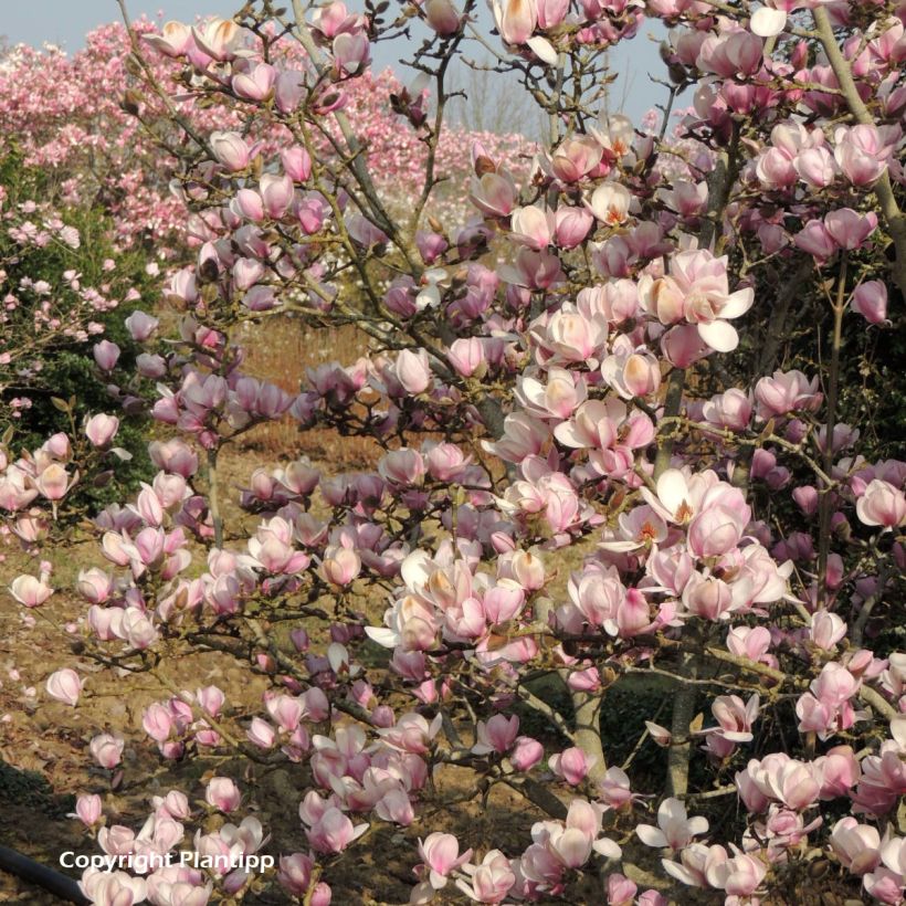 Magnolia denudata Festirose (Port)