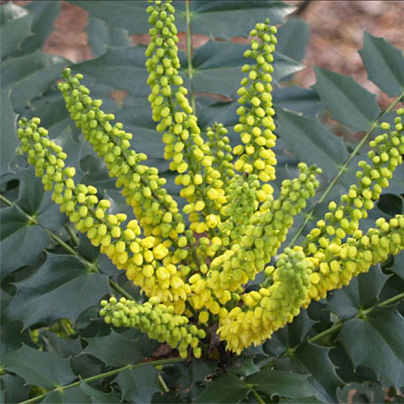 Mahonia Japonica Hivernant (Floraison)