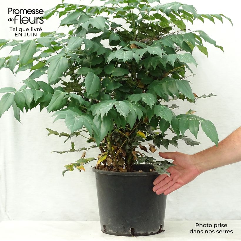 Spécimen de Mahonia Japonica Hivernant Pot de 7,5L/10L tel que livré en été