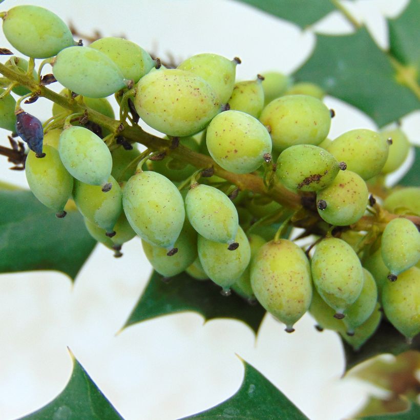 Mahonia (x) media Charity (Récolte)