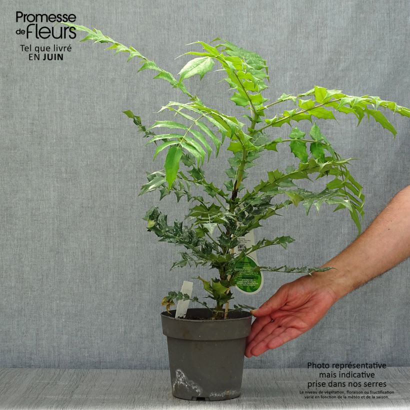 Spécimen de Mahonia (x) media Charity Pot de 2L/3L tel que livré en été