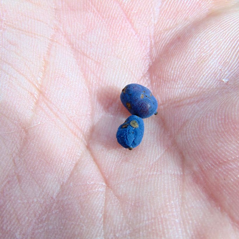 Mahonia Soft Caress - Mahonia hybride (Récolte)