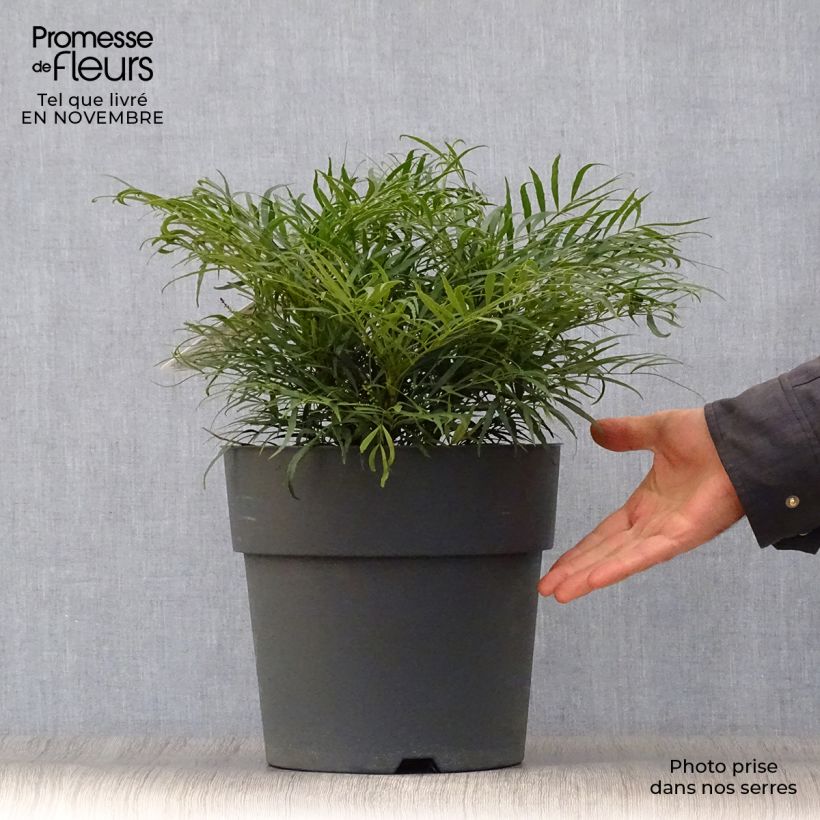 Spécimen de Mahonia Soft Caress - Mahonia hybride Pot de 7,5L/10L tel que livré en automne