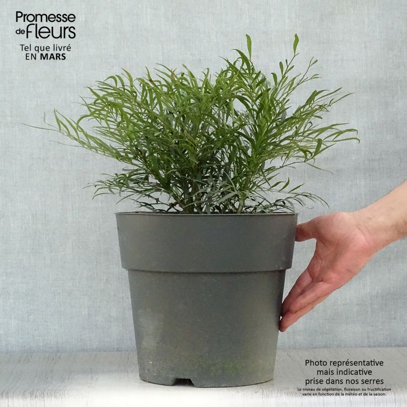 Spécimen de Mahonia Soft Caress - Mahonia hybride en pot de 10L tel que livré au printemps