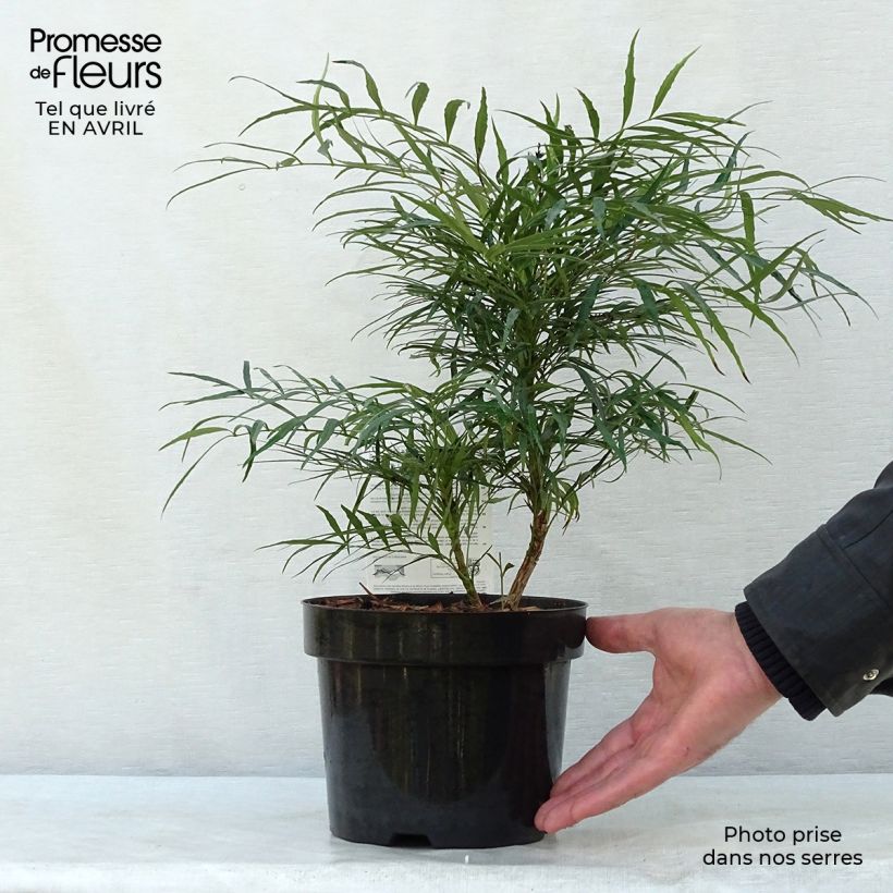 Spécimen de Mahonia Soft Caress - Mahonia hybride en pot de 3L tel que livré au printemps