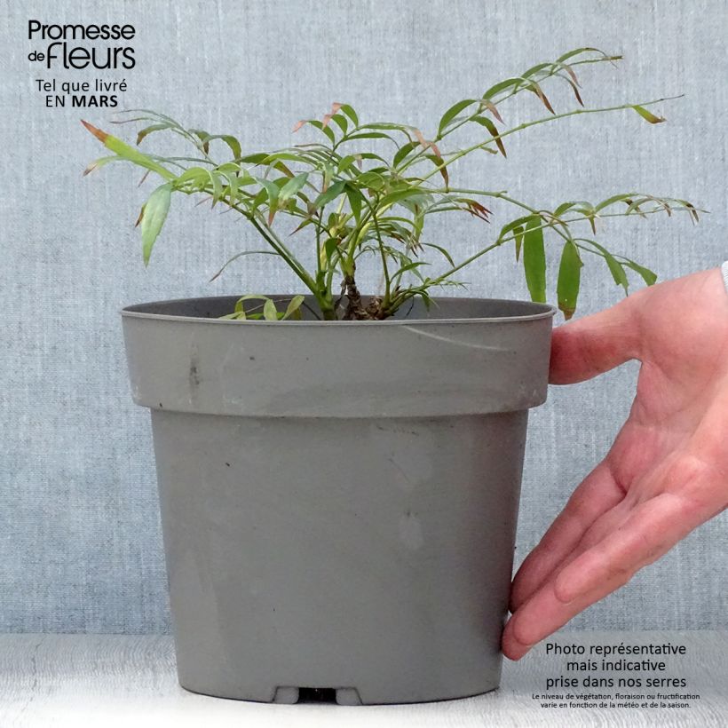 Spécimen de Mahonia Volcano Pot de 2/3L. tel que livré au printemps