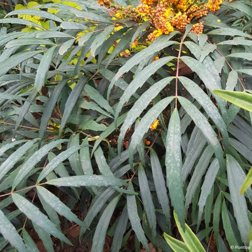 Mahonia Volcano (Feuillage)