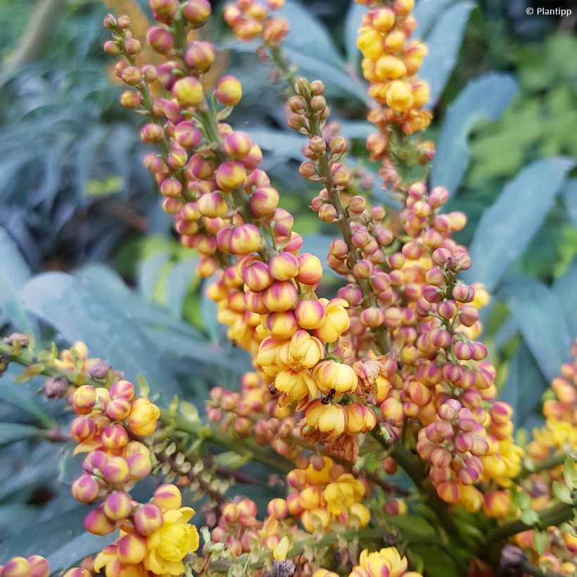 Mahonia Volcano (Floraison)