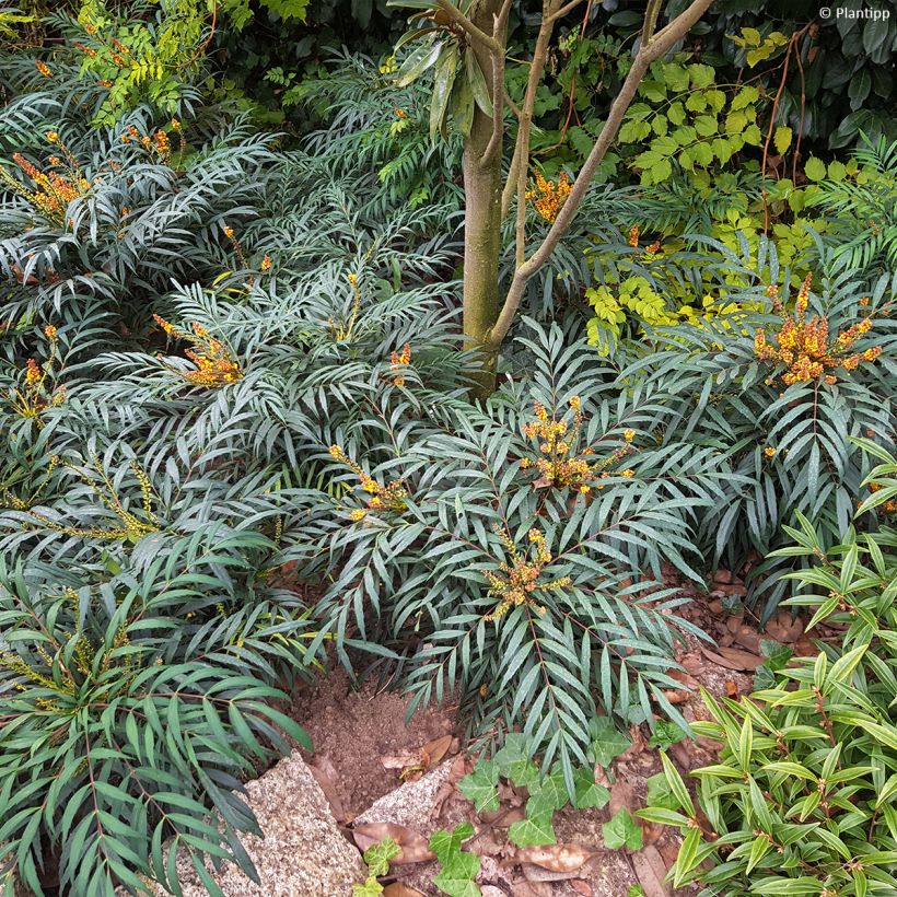 Mahonia Volcano (Port)