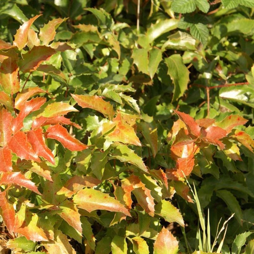 Mahonia aquifolium (Feuillage)