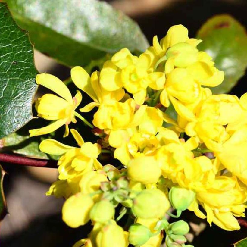Mahonia aquifolium (Floraison)