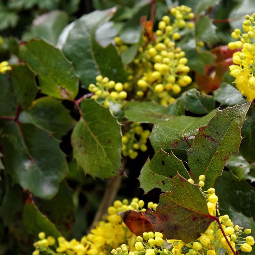 Mahonia aquifolium Apollo (Feuillage)