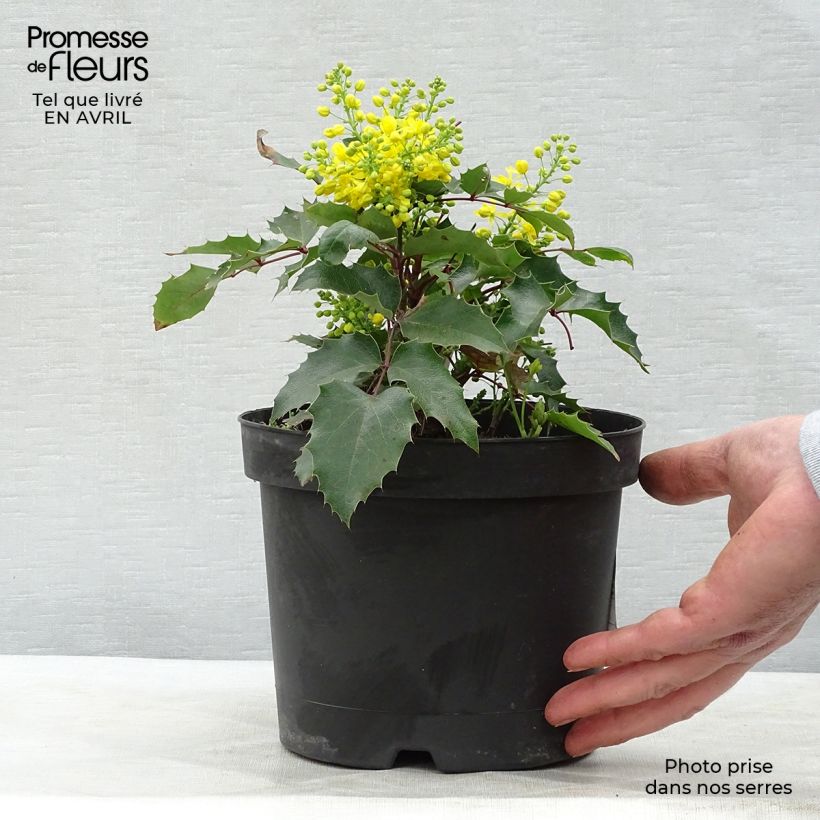 Spécimen de Mahonia aquifolium Apollo Pot de 2L/3L tel que livré au printemps