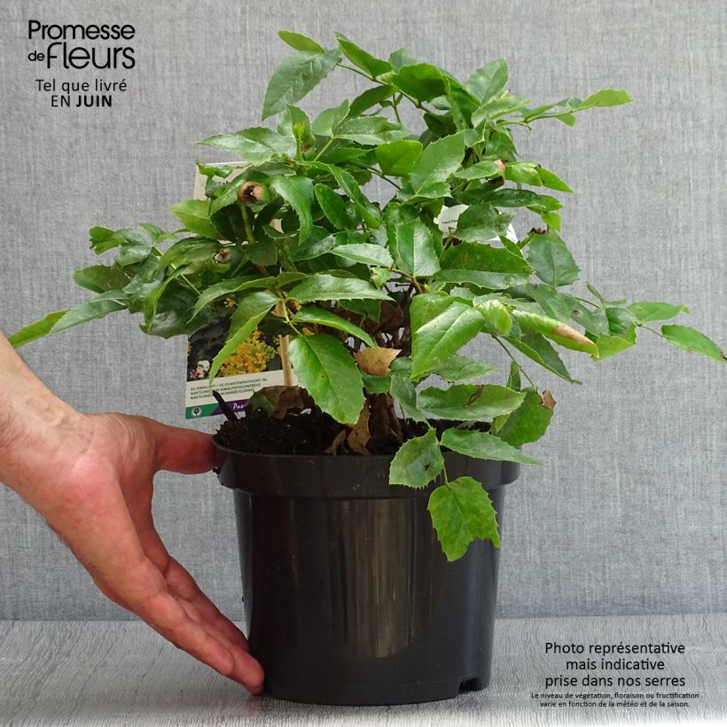 Spécimen de Mahonia aquifolium Apollo Pot de 2L/3L tel que livré en été
