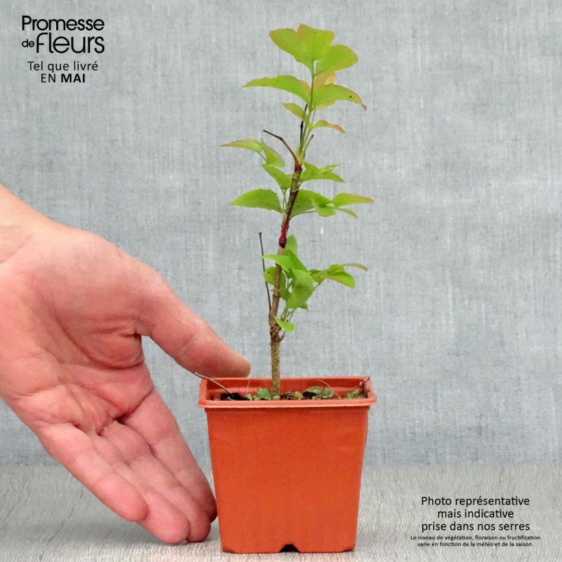 Spécimen de Mahonia aquifolium  en godet de 9cm tel que livré au printemps