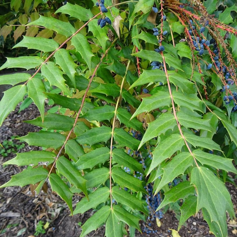 Mahonia bealei (Feuillage)