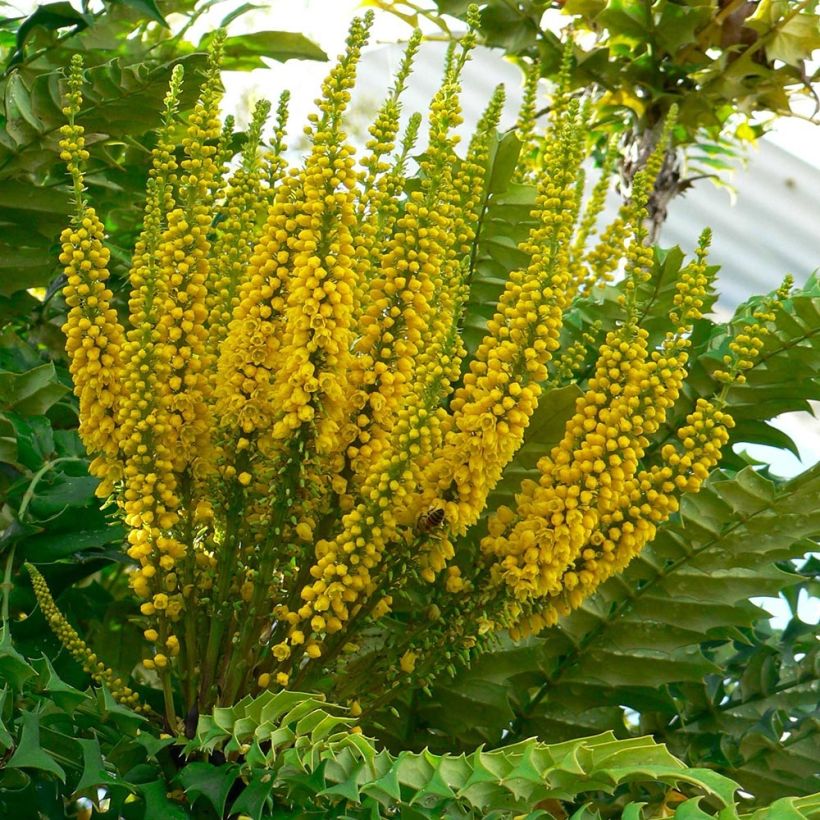 Mahonia bealei (Floraison)