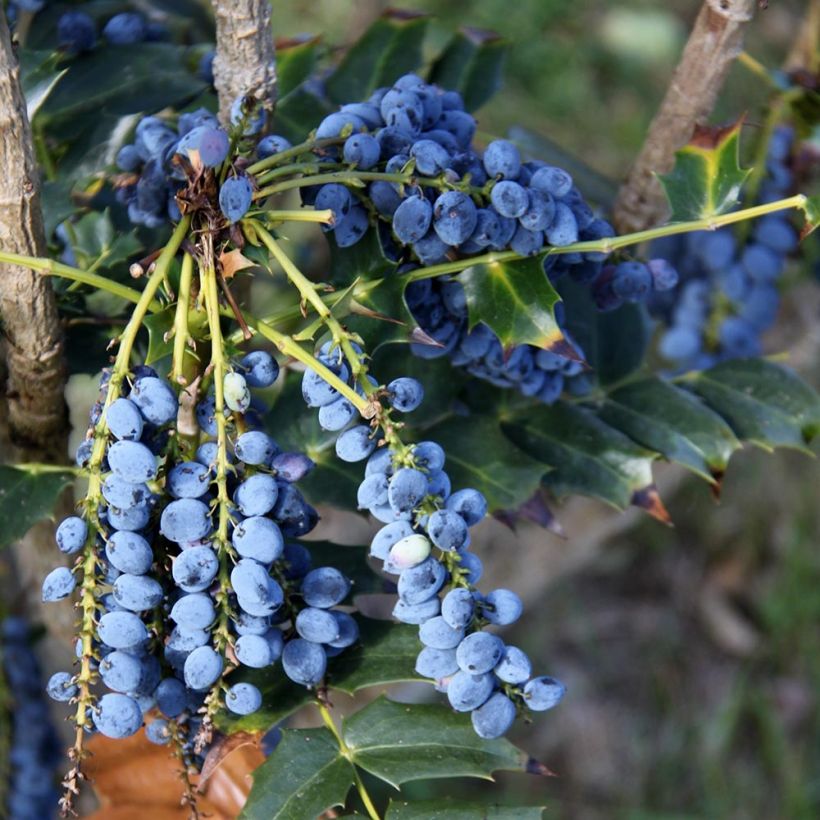 Mahonia bealei (Récolte)