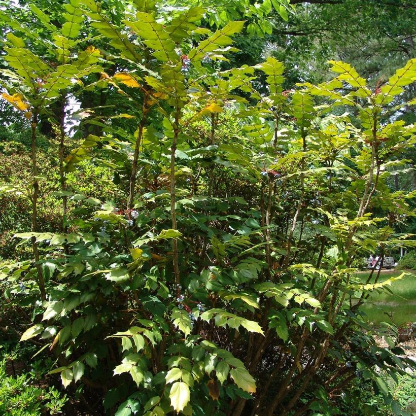 Mahonia bealei (Port)