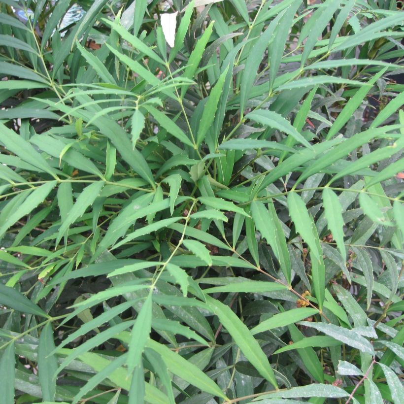 Mahonia confusa Nara Hiri - Mahonia hybride  (Feuillage)