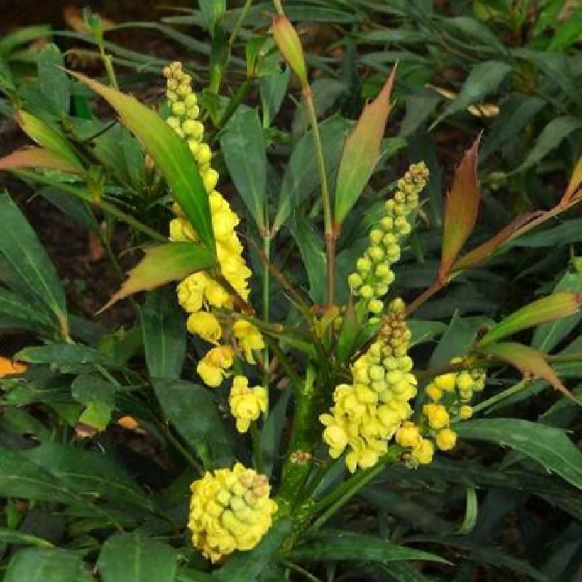 Mahonie à feuilles de houx - Mahonia eurybracteata Sweet Winter (Floraison)