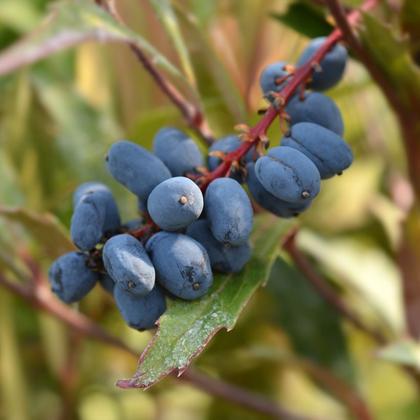 Mahonie à feuilles de houx - Mahonia eurybracteata Sweet Winter (Récolte)