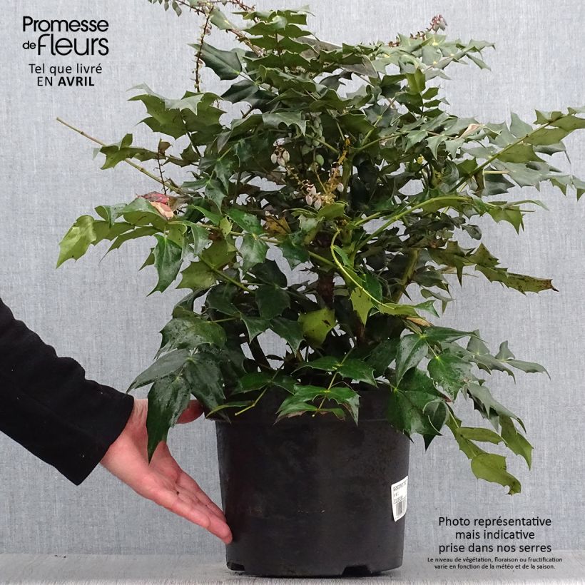 Spécimen de Mahonia Japonica Hivernant Pot de 7,5L/10L tel que livré au printemps