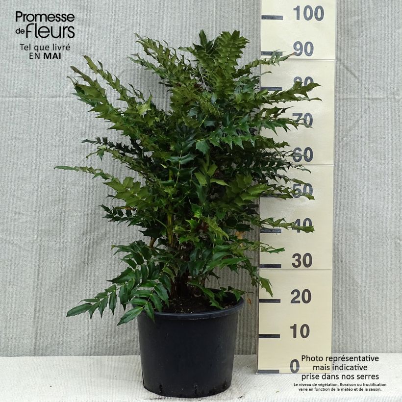 Spécimen de Mahonia media Winter Sun en pot de 7.5L/10L tel que livré au printemps