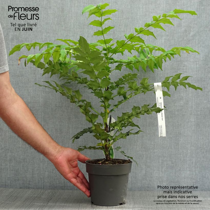 Spécimen de Mahonia media Winter Sun Pot de 2L/3L tel que livré en été