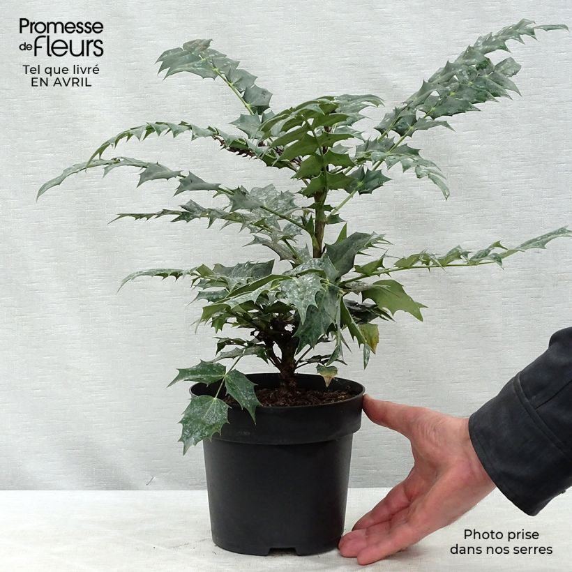 Spécimen de Mahonia media Winter Sun en pot de 2/3L tel que livré au printemps