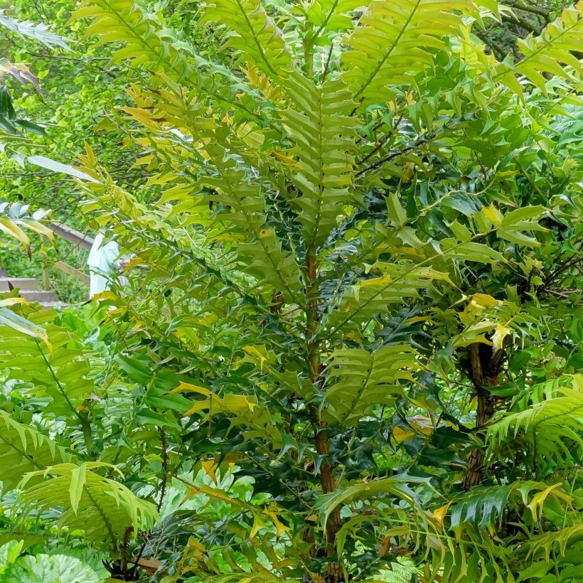 Mahonia oiwakensis subsp. lomariifolia   (Feuillage)