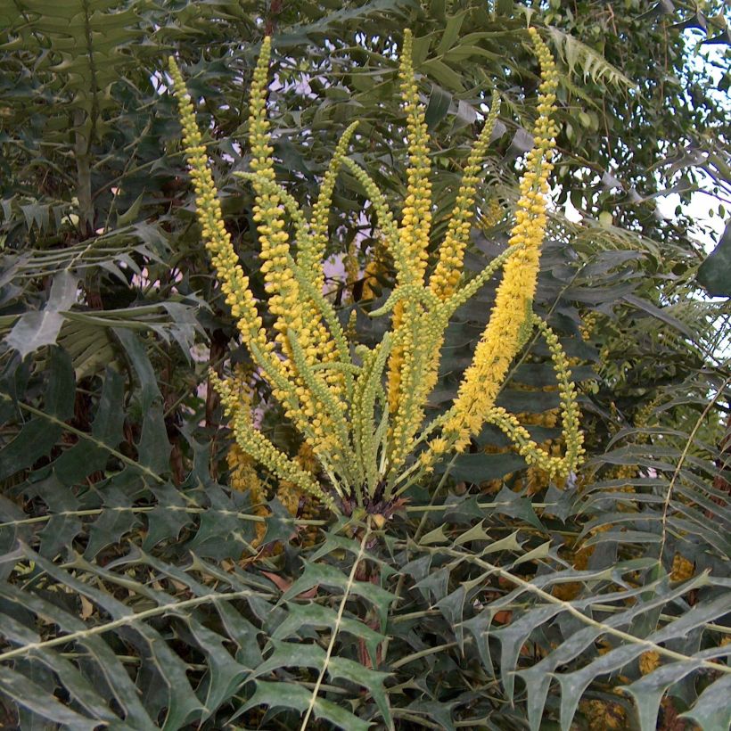 Mahonia oiwakensis subsp. lomariifolia   (Floraison)