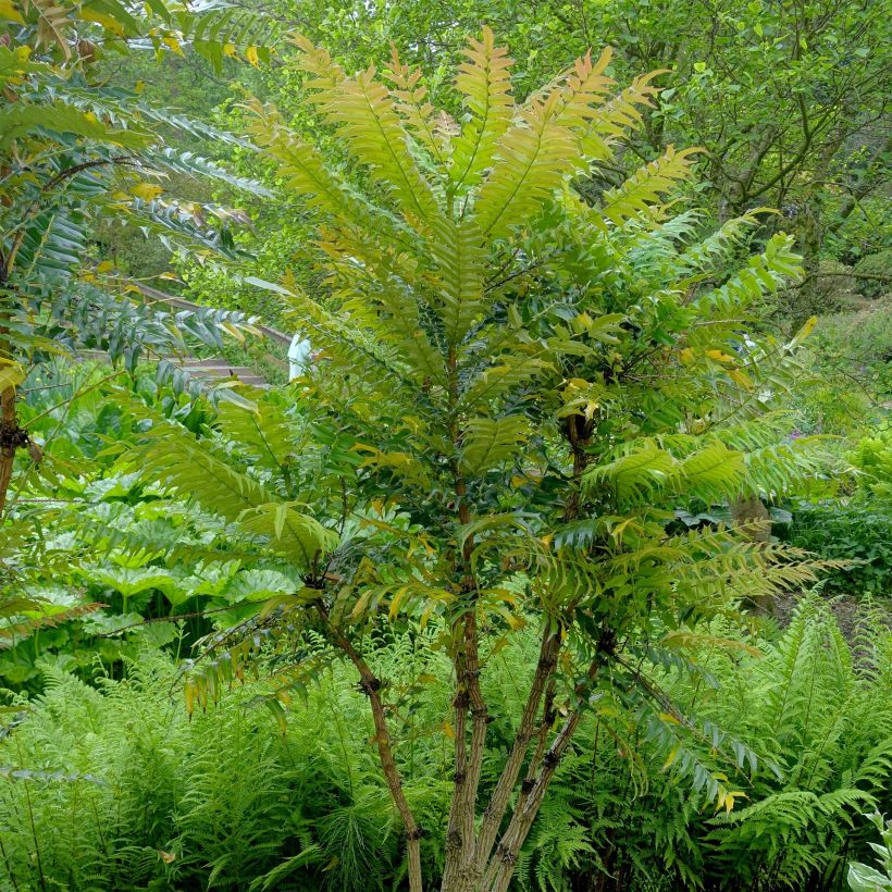 Mahonia oiwakensis subsp. lomariifolia   (Port)