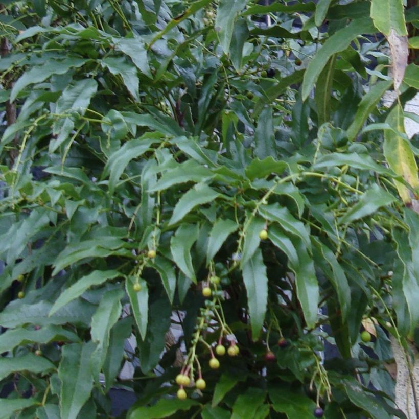 Mahonia russellii - Mahonia de Russel (Feuillage)