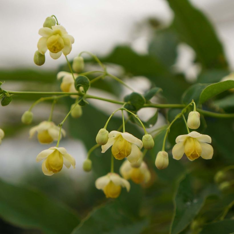 Mahonia russellii - Mahonia de Russel (Floraison)