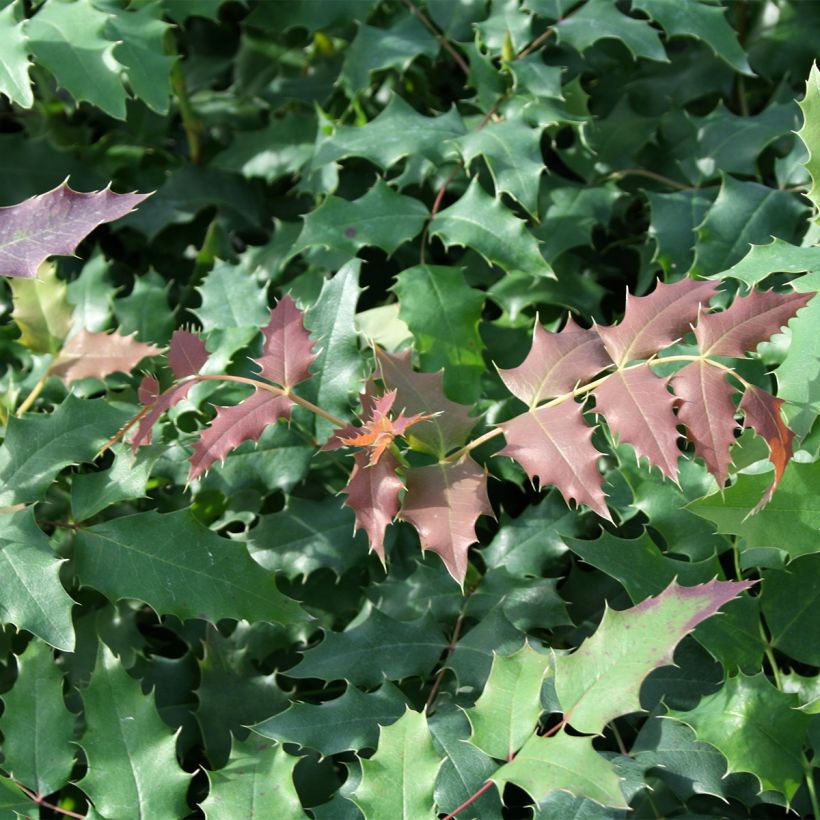 Mahonia (x) wagneri Fireflame  (Feuillage)