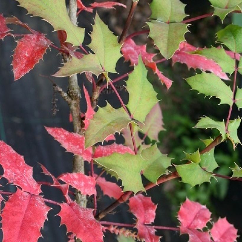 Mahonia (x) wagneri Pinnacle (Feuillage)