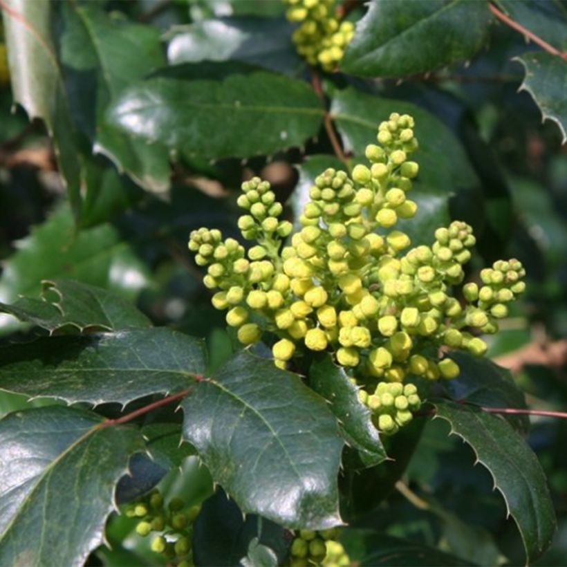 Mahonia (x) wagneri Pinnacle (Floraison)