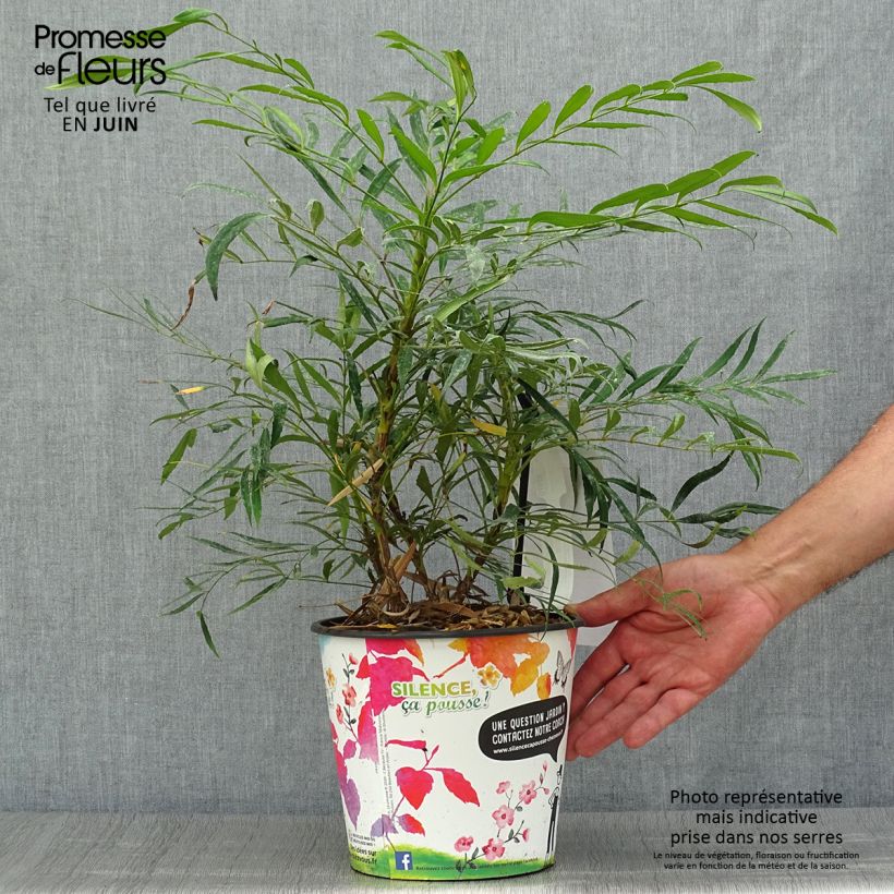 Spécimen de Mahonie à feuilles de houx - Mahonia eurybracteata Sweet Winter Pot de 3L/4L tel que livré en été