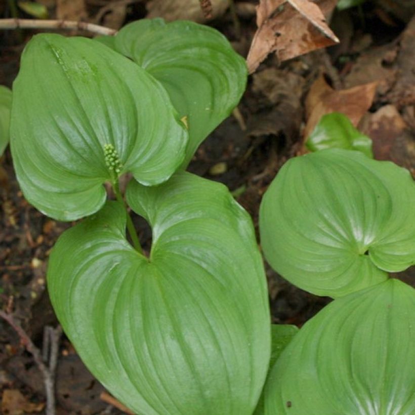 Maianthemum bifolium - Maianthème à deux feuilles (Feuillage)