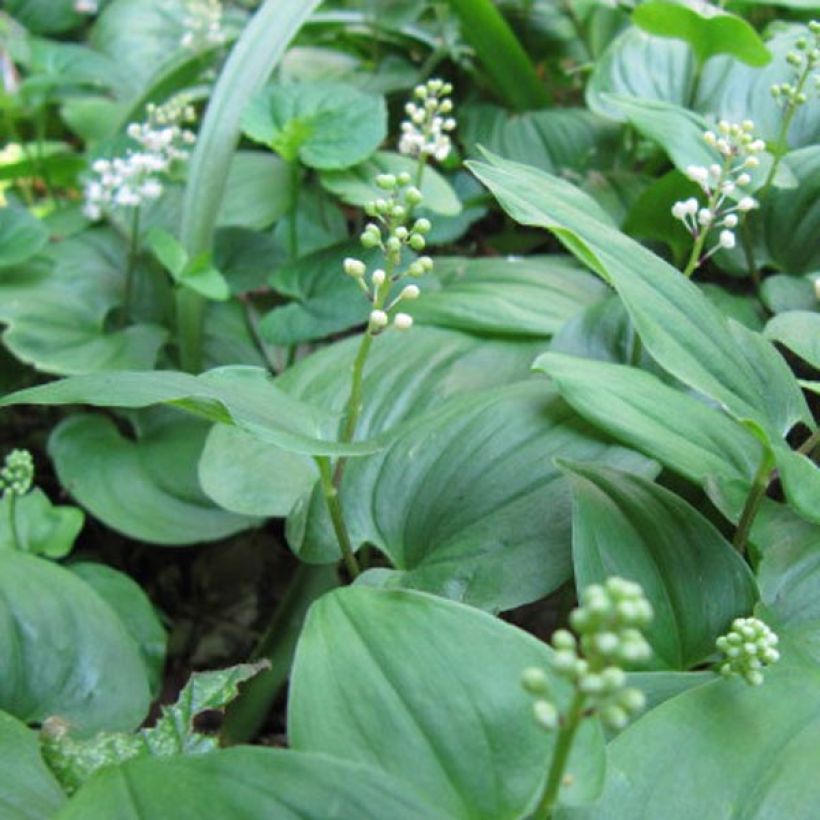 Maianthemum bifolium - Maianthème à deux feuilles (Floraison)