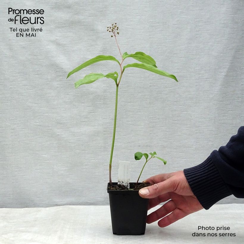 Spécimen de Maianthemum bifolium - Maianthème à deux feuilles Godet de 9cm tel que livré au printemps