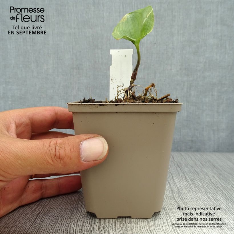 Spécimen de Maianthemum kamtschaticum Godet de 8/9 cm tel que livré en automne